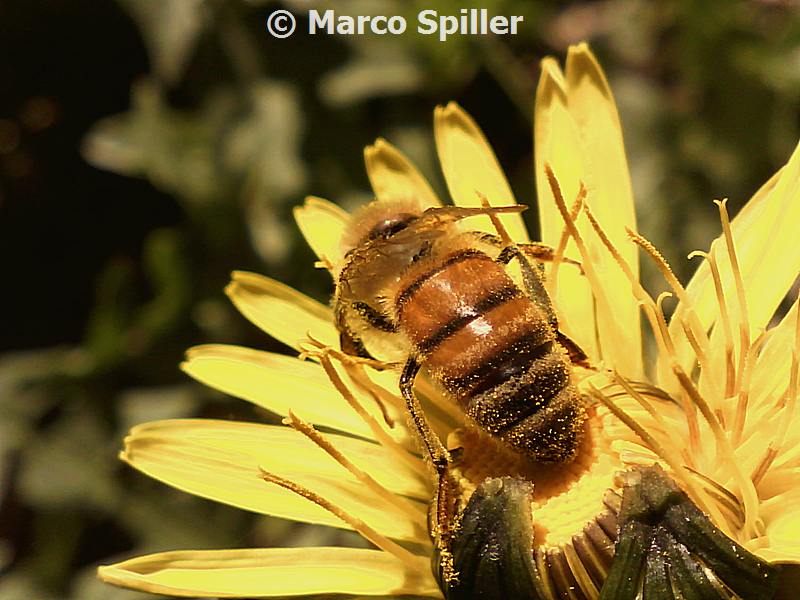 Apidae Andreninae?  No, Apis mellifera